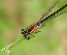 Image of forktail