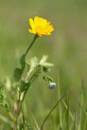 Image of corndaisy