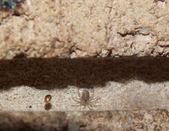 Image of wall spiders