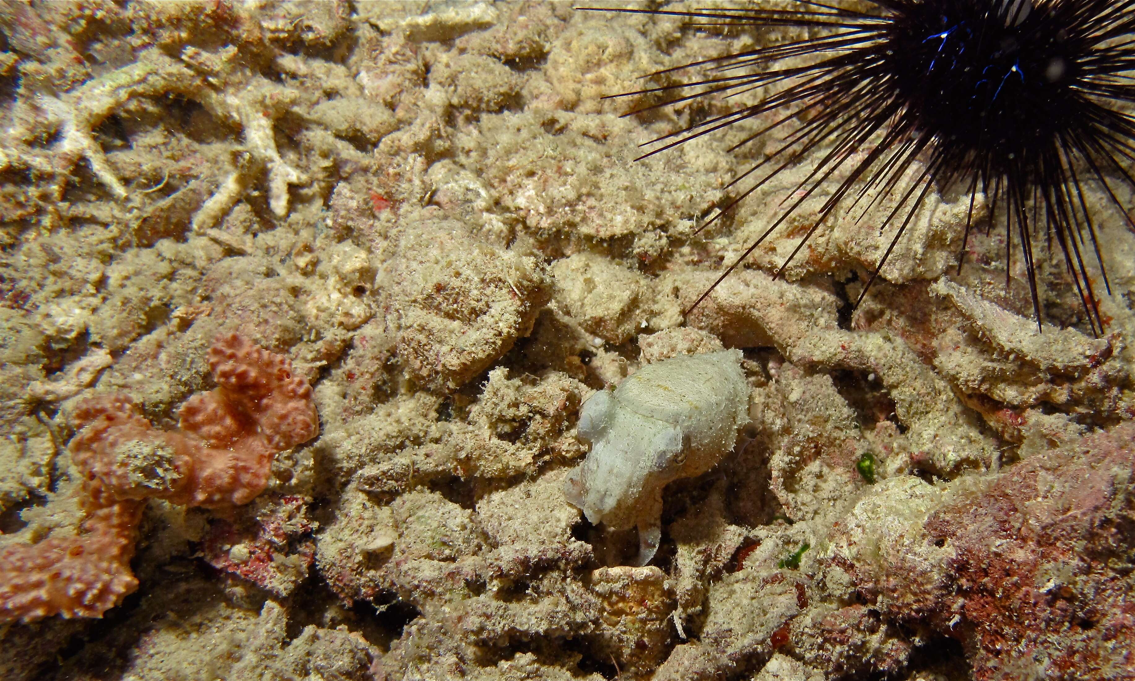 Image of Stumpy Cuttlefish