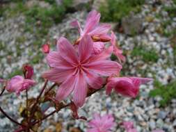 Image of lewisia