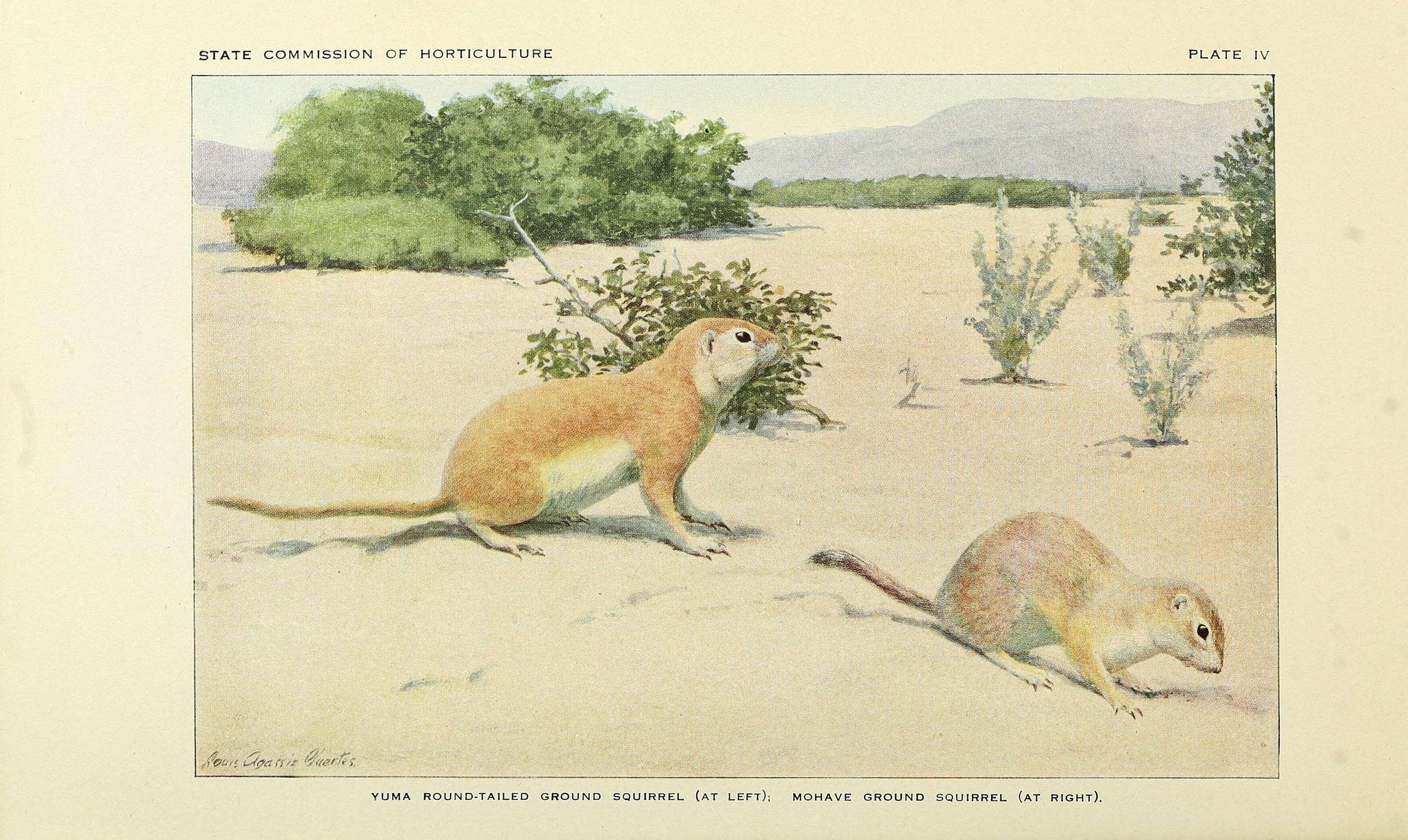 Plancia ëd Xerospermophilus Merriam 1892