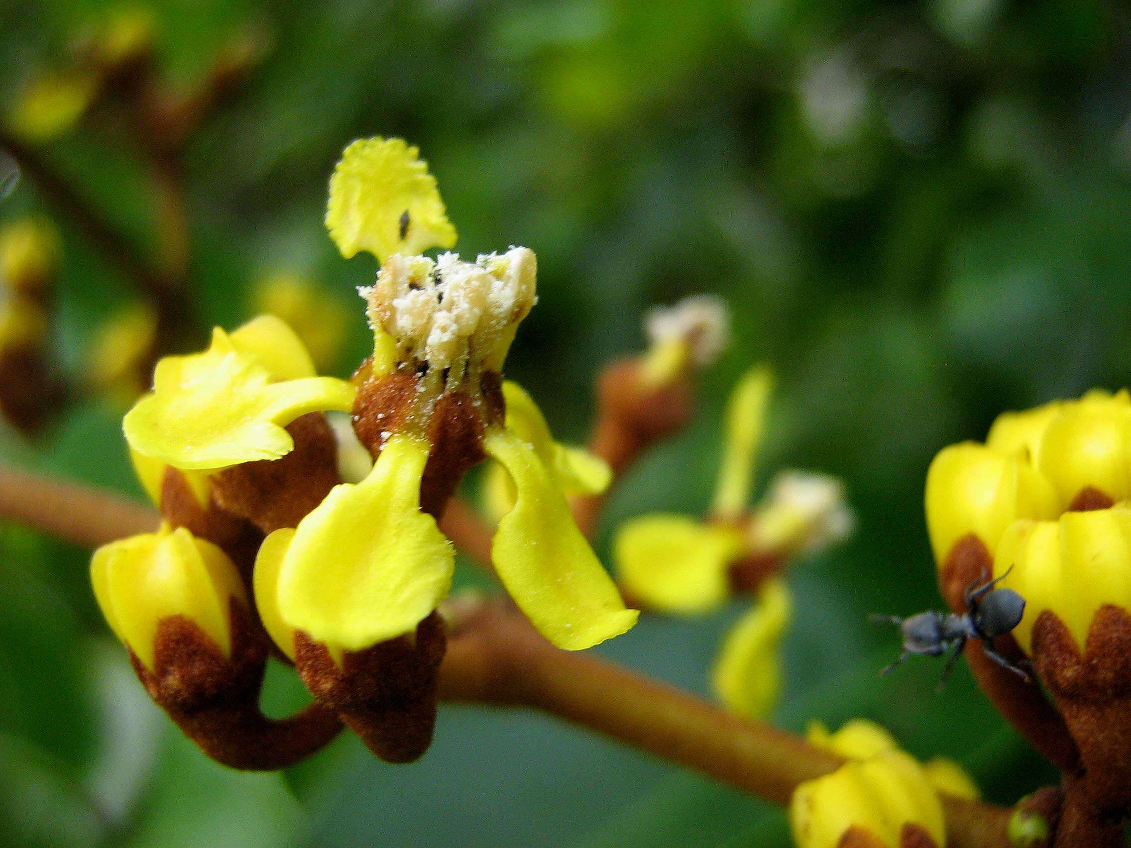 Image of Heteropterys imperata Amorim