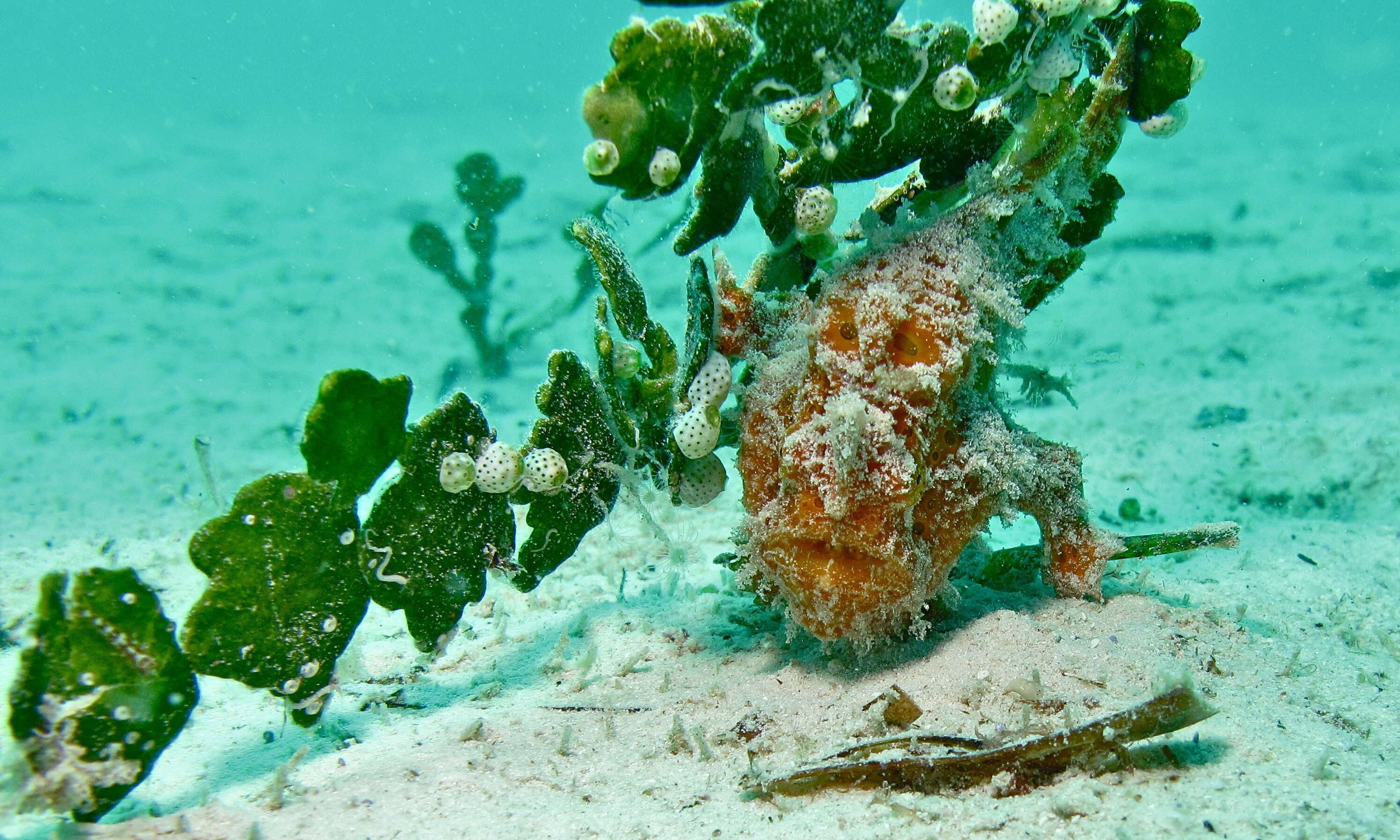 Image of Painted frogfish