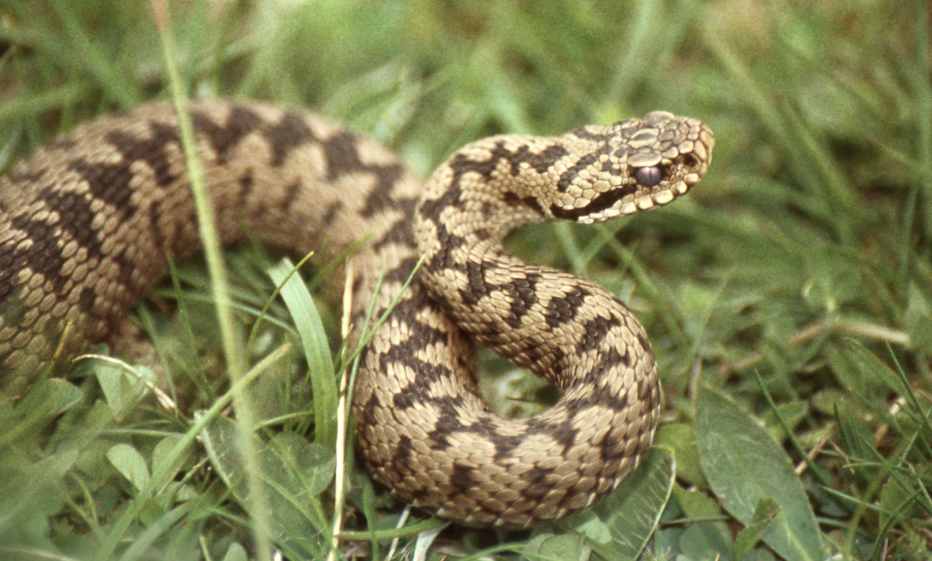 Image of Vipers