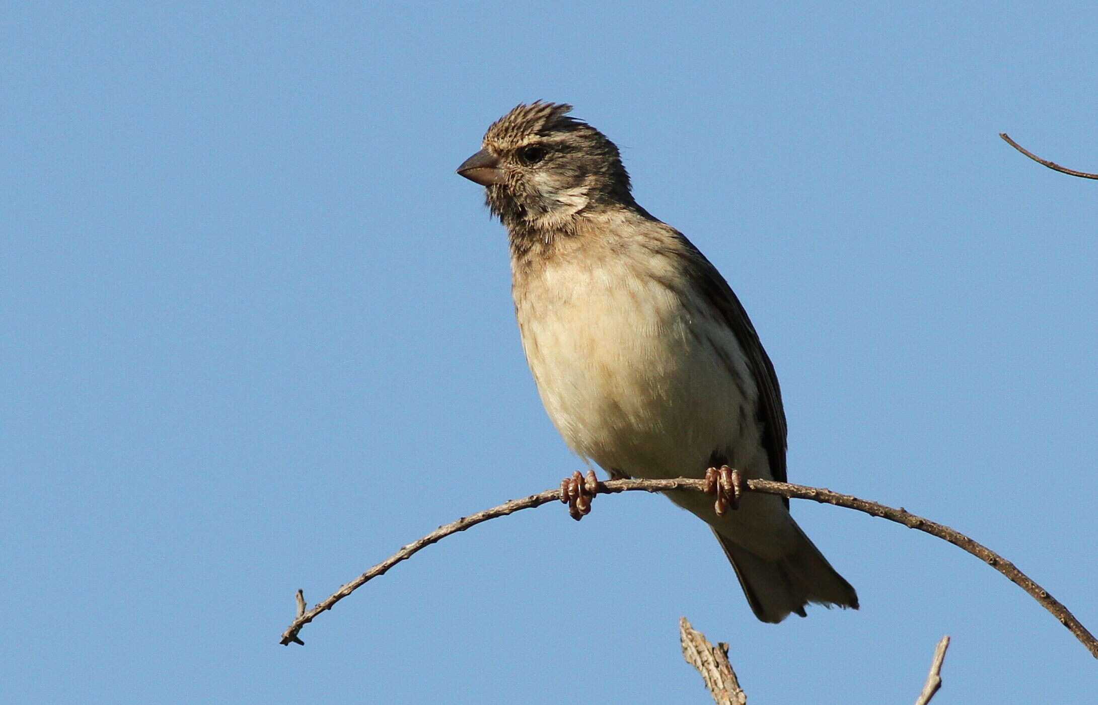 Image of Black-throated Canary