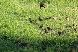 Image of Red-browed Finch