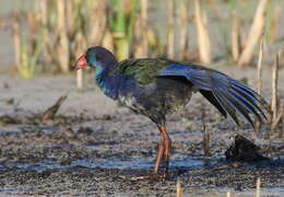 Image of Swamphen