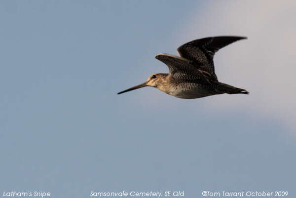 Image of Japanese Snipe