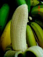 Image of edible banana