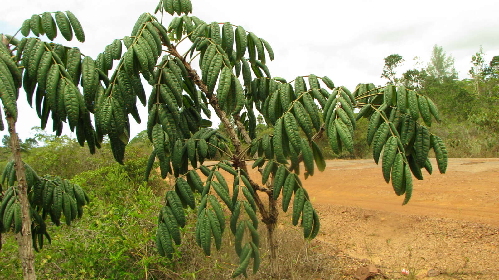 Andira legalis (Vell.) Toledo的圖片