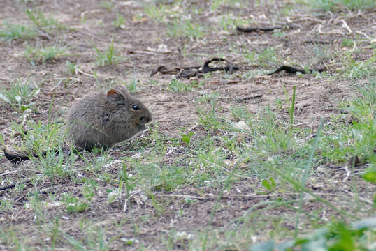 Image of Southern African Vlei Rat