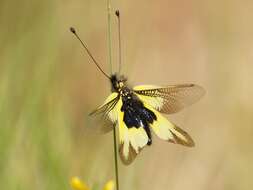 Image of Libelloides cunii (Navás 1901)