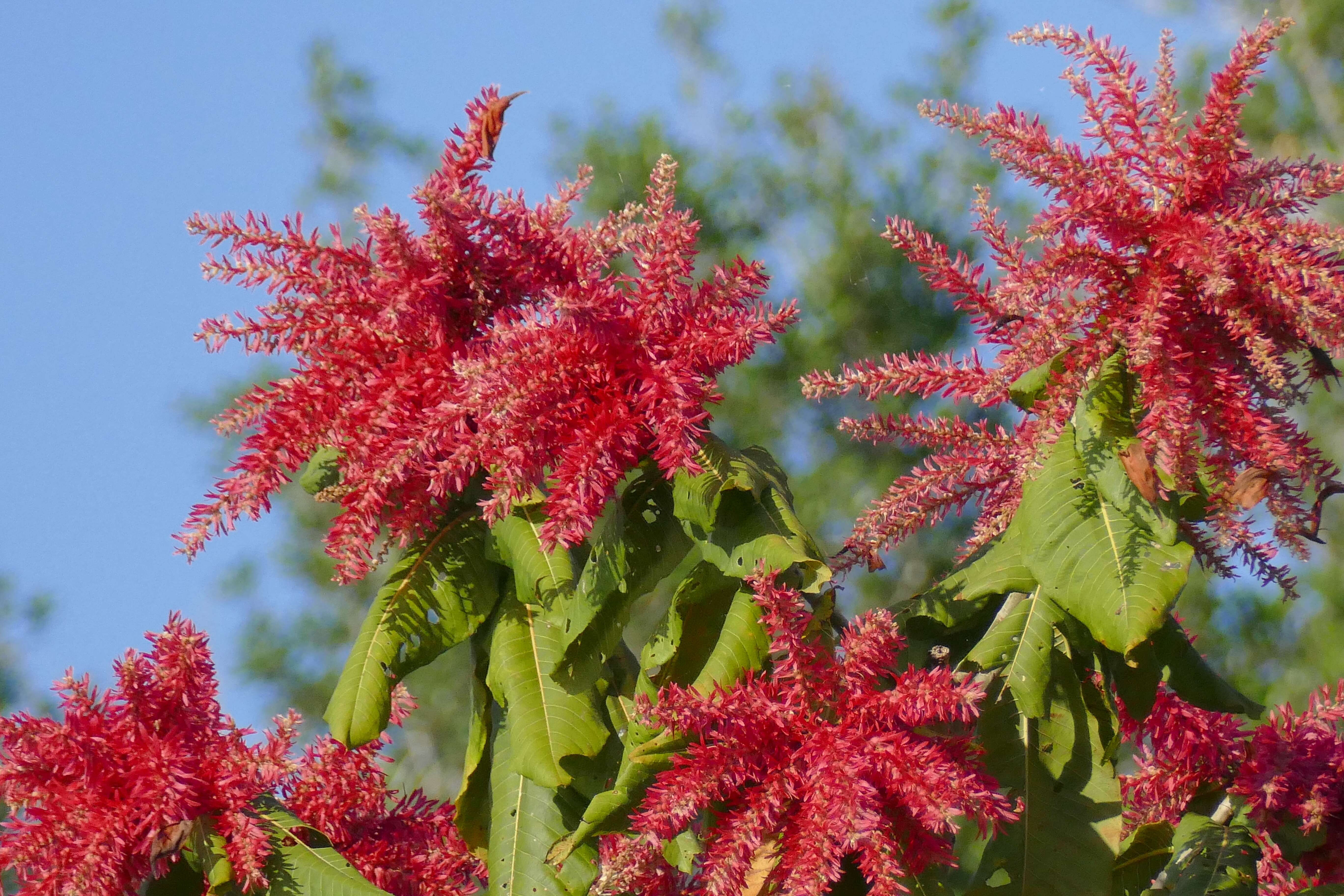 Image of ant tree