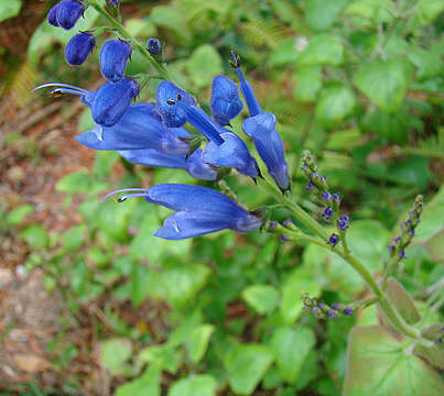 Image of Salvia cacaliifolia Benth.