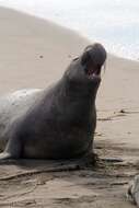 Image of elephant seal