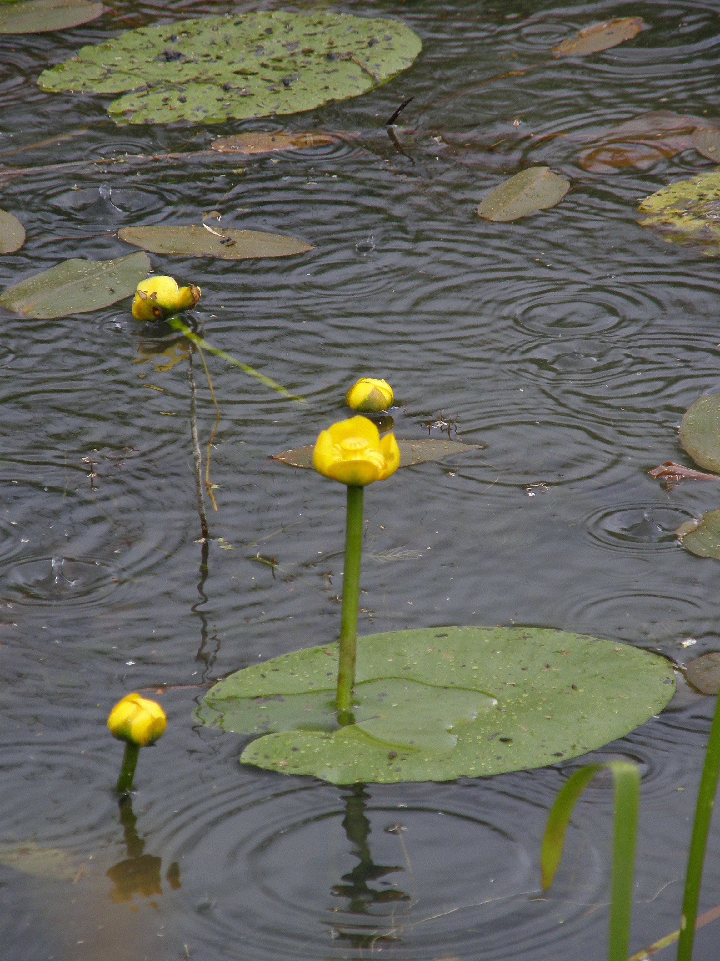 Image of pond-lily