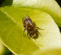 Image of Mason Bees