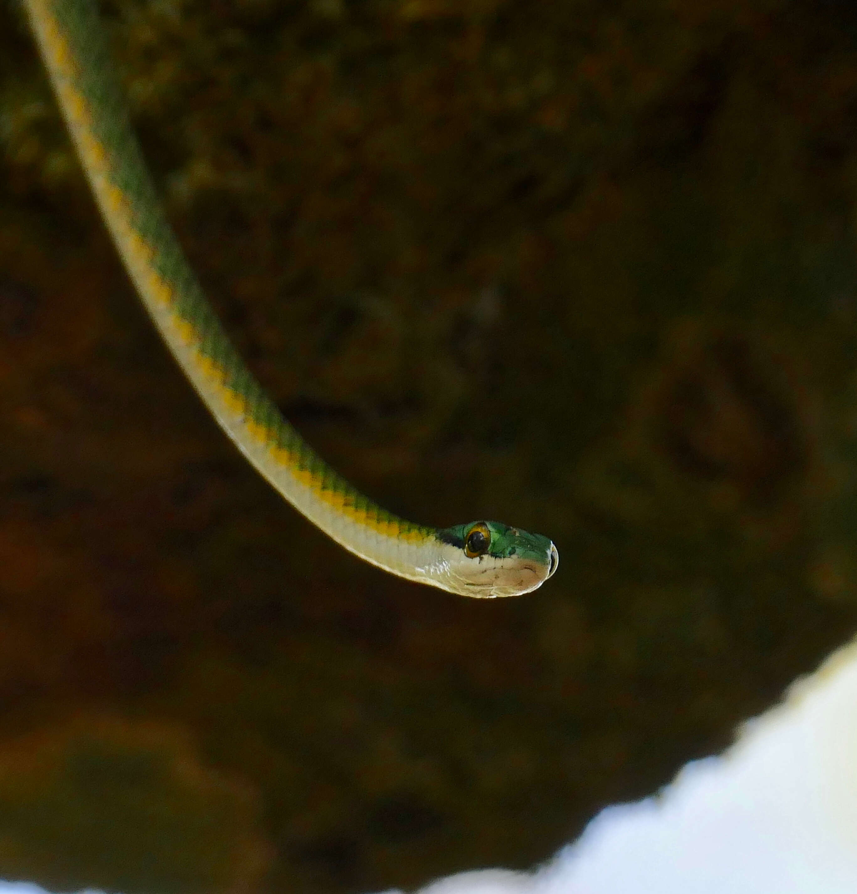 Image of Irregular Green Snake