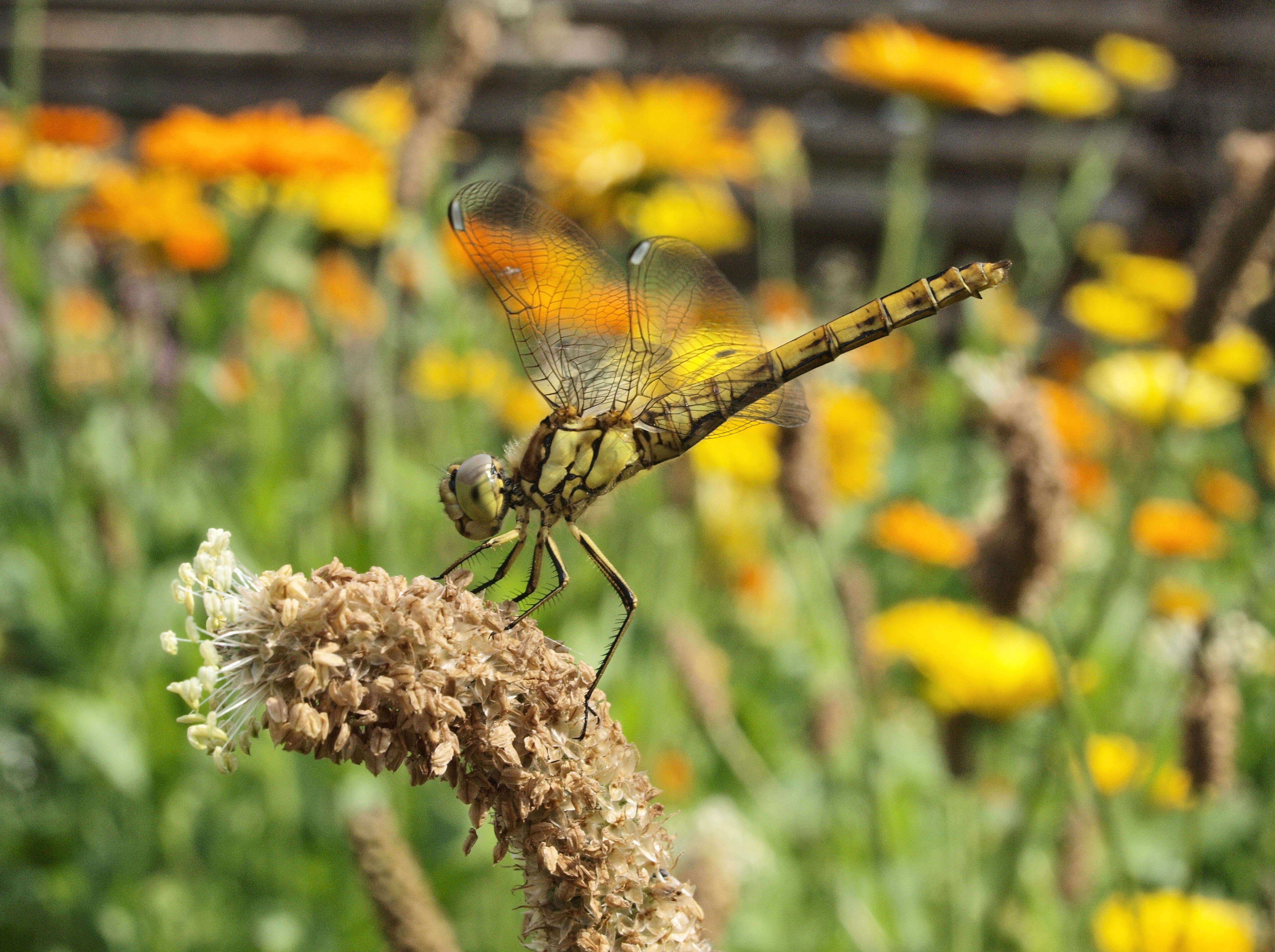 Image of Sympetrum Newman 1833