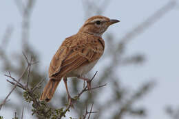 Image of Fawn-colored Lark