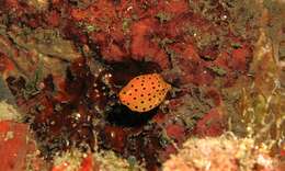 Image of Boxfishes