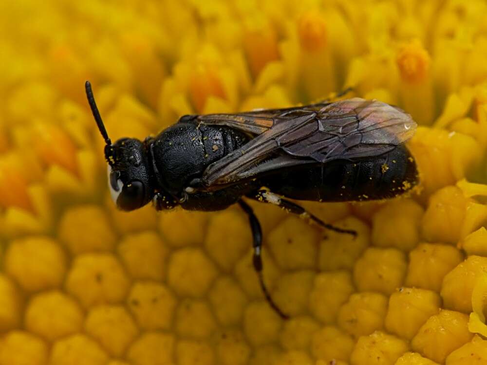 Image of Hylaeus brevicornis Nylander 1852