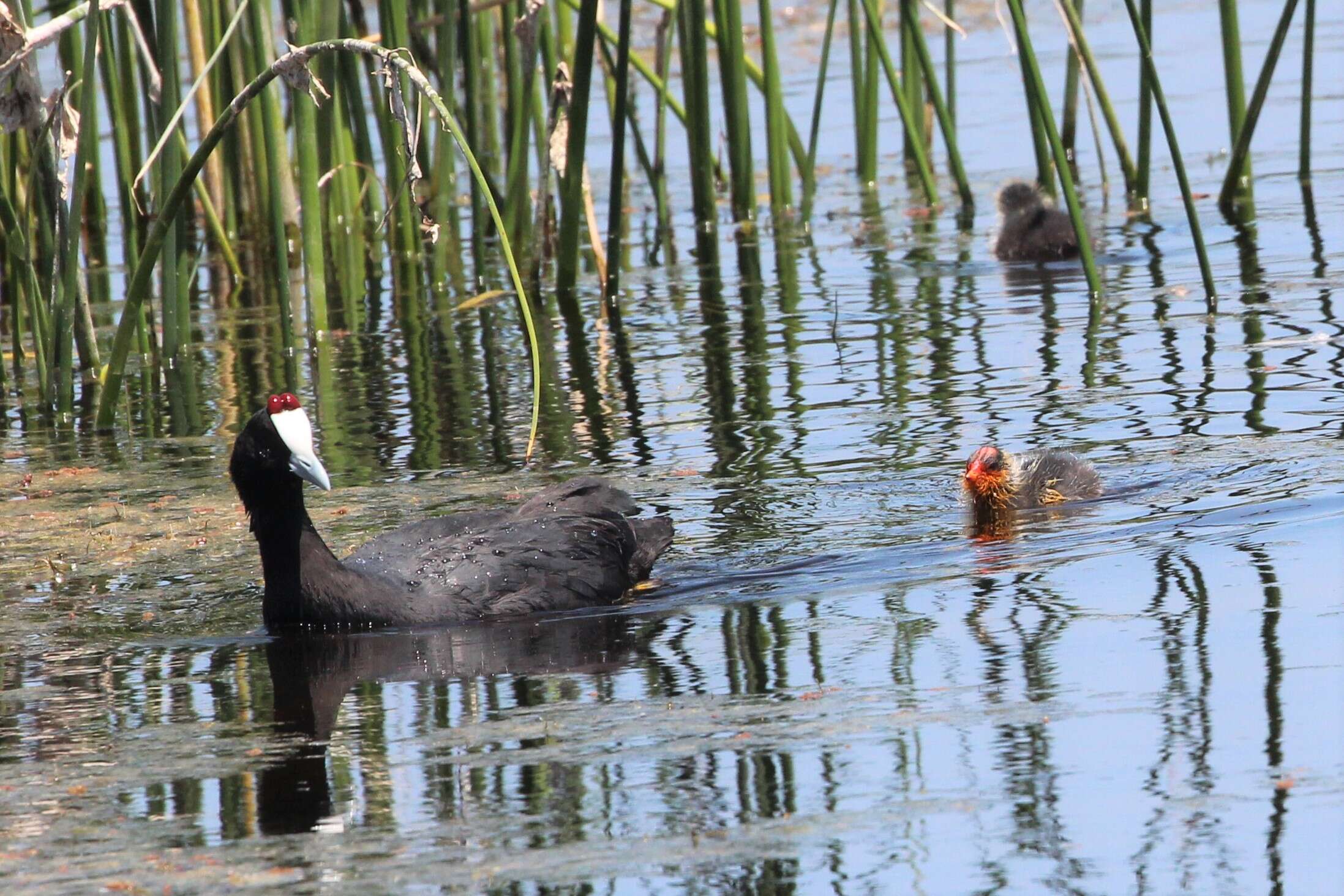 Image of Crested Coot