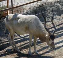 Image of Addax