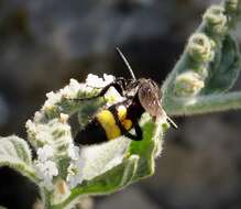 Image of scoliid wasps