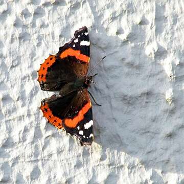 Image of Red Admiral