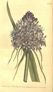 Image of Squill