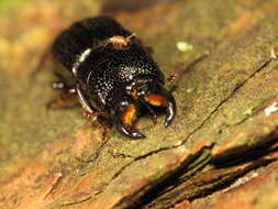 Image of Ceruchus striatus Le Conte 1859