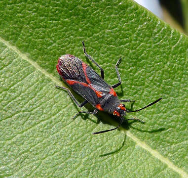 Image of Caenocoris