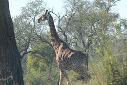 Image of Southern giraffe