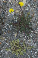 Image of rupturewort