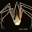 Image of red arrow crab