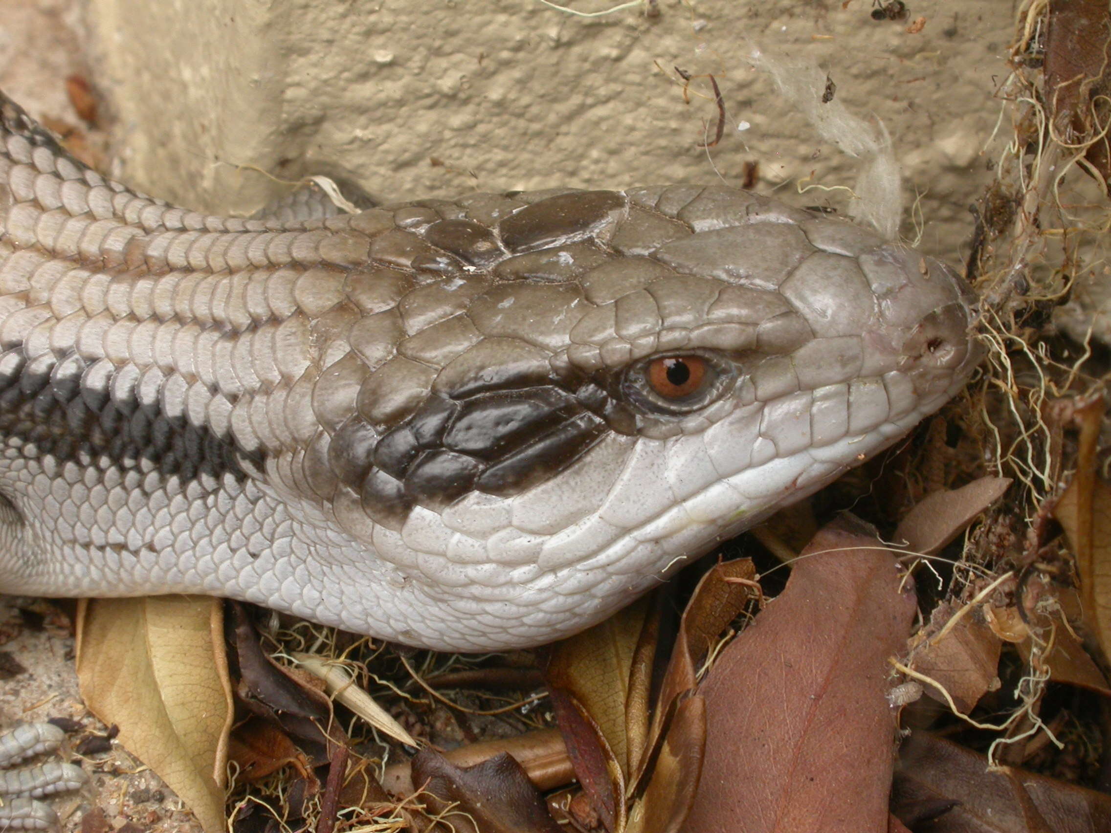 Image of Blue-tongued Skinks