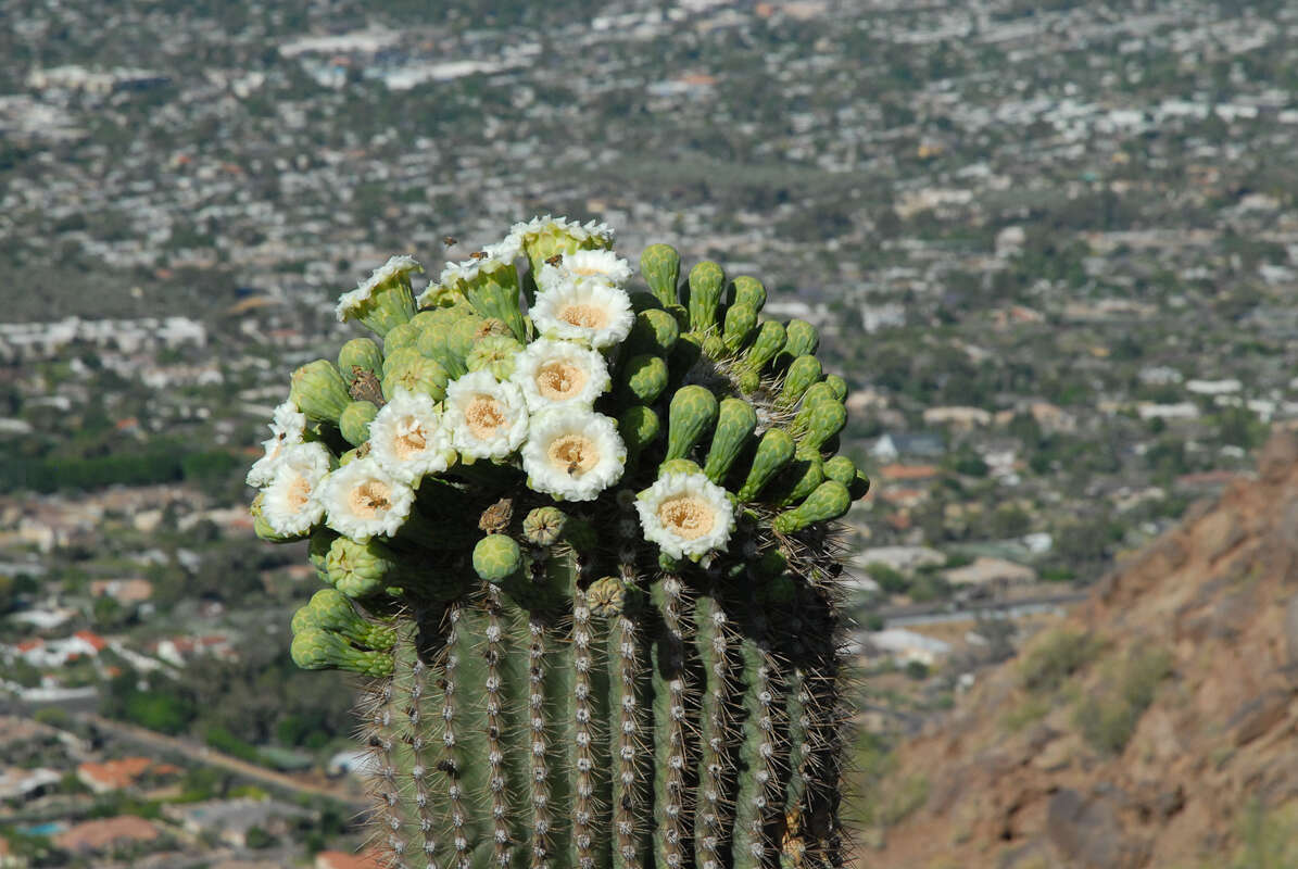 Plancia ëd Carnegiea