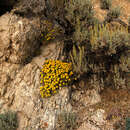 Imagem de Artemisia tridentata subsp. vaseyana (Rydb.) Beetle