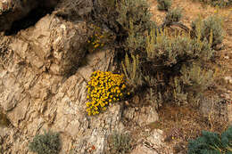 Слика од Artemisia tridentata (Nutt.) W. A. Weber