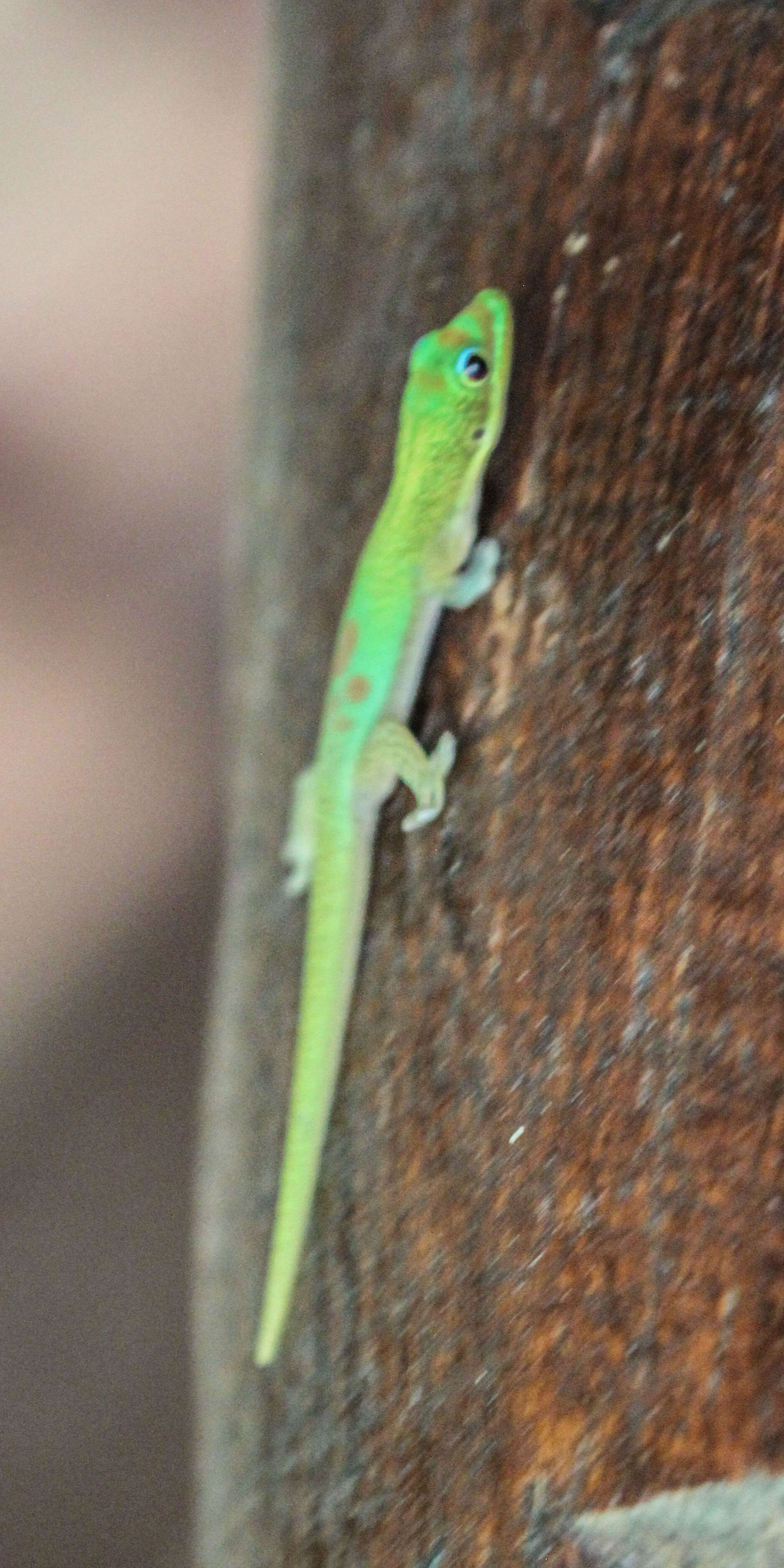 Image of Broad-tailed Day Gecko