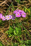 Plancia ëd Primula farinosa L.