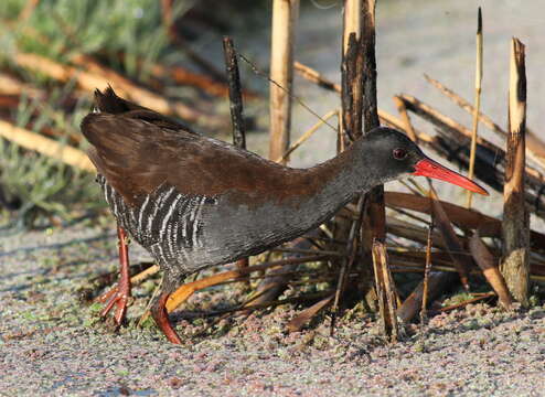 Image of African Rail