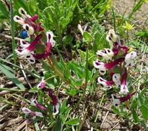 Image of Corydalis verticillaris DC.