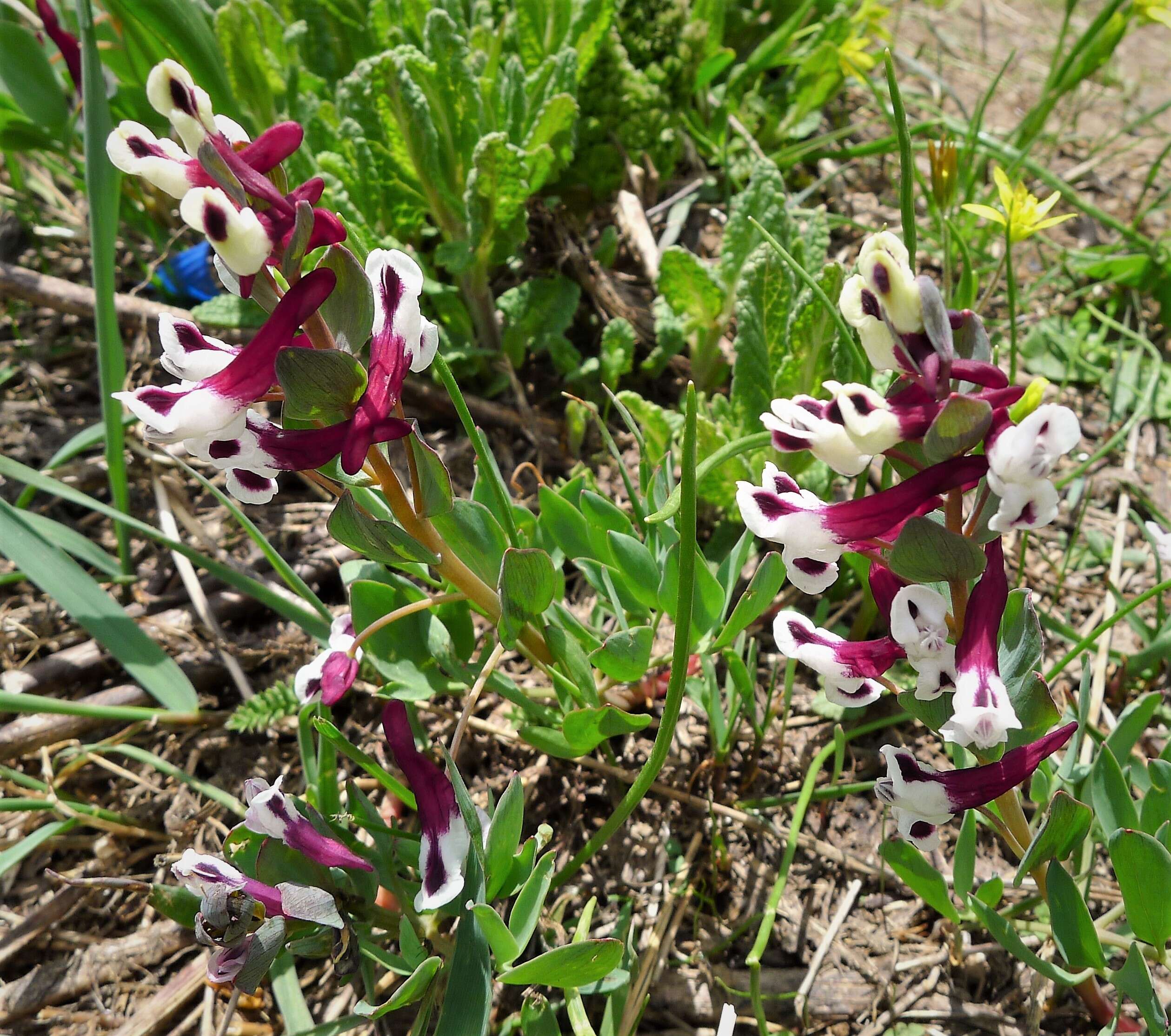 Image of Corydalis verticillaris DC.