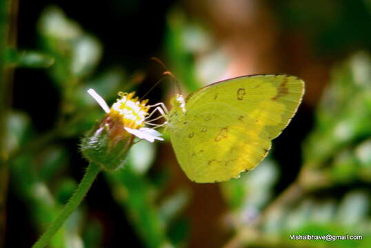 Image of Eurema