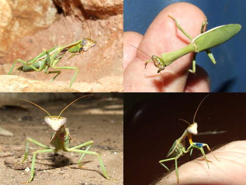 Image of praying mantises