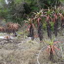 Слика од Aloe ribauensis T. A. McCoy, Rulkens & O. J. Baptista