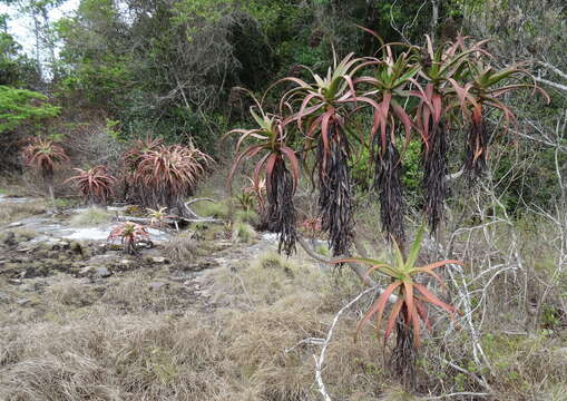 Image of Aloe ribauensis T. A. McCoy, Rulkens & O. J. Baptista